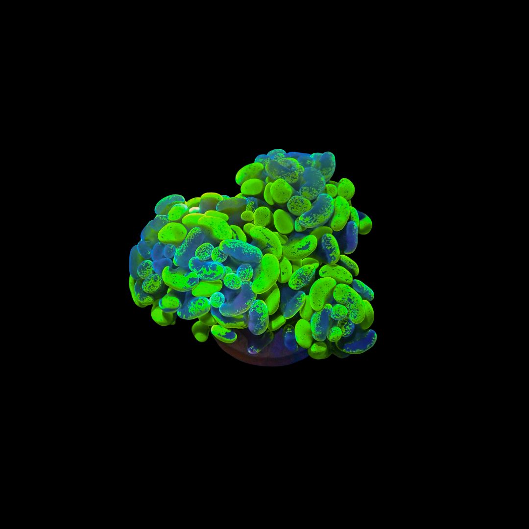 Toxic Green Hammer - 1-3 Head Frag (Fimbriaphyllia Ancora)