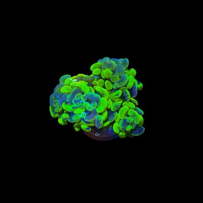 Toxic Green Hammer - 1-3 Head Frag (Fimbriaphyllia Ancora)
