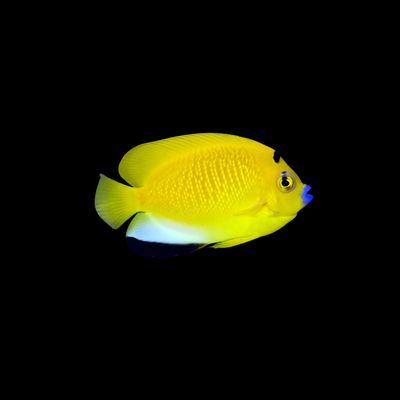 Flagfin Angelfish (Apolemichthys Trimaculatus)
