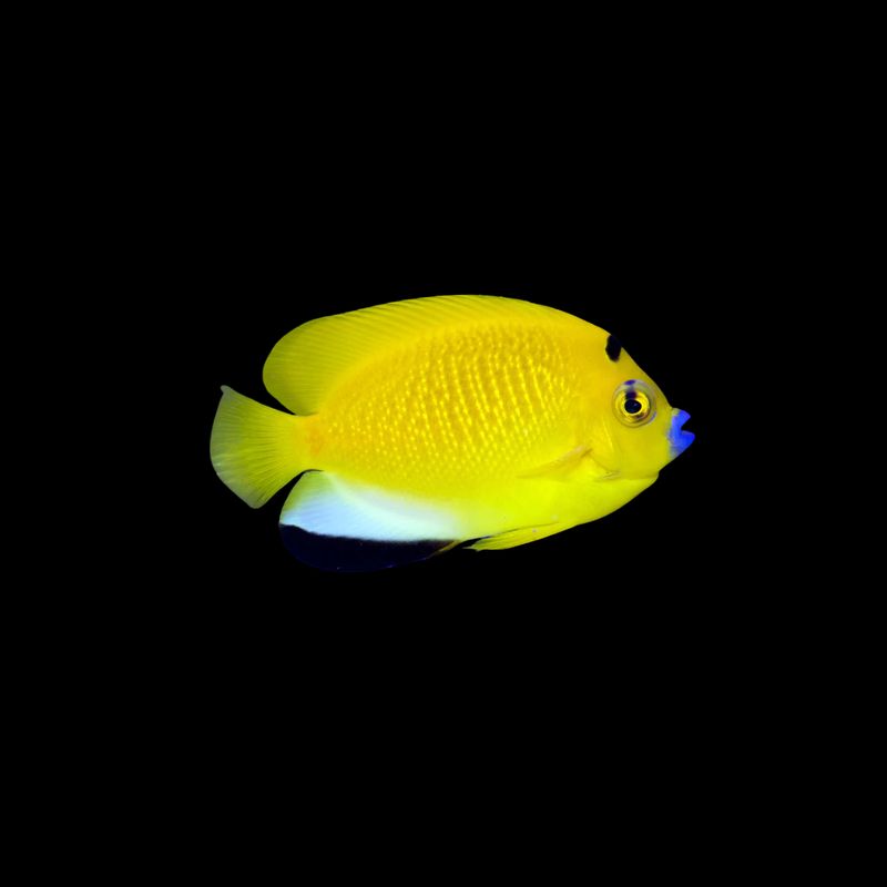 Alphanet Fish Flagfin Angelfish (Apolemichthys Trimaculatus)