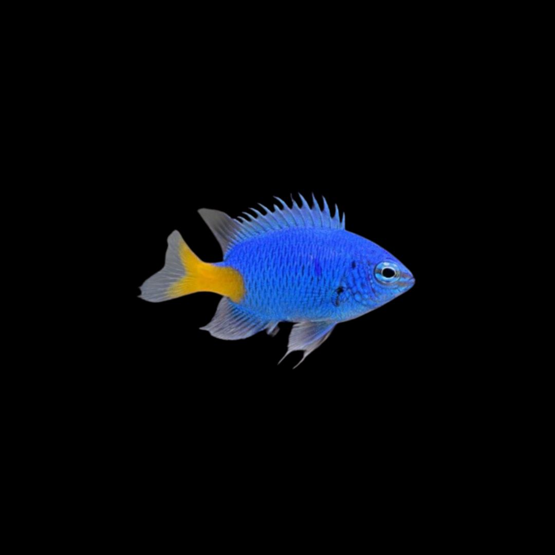 Yellowtail Damselfish (Chrysiptera parasema)