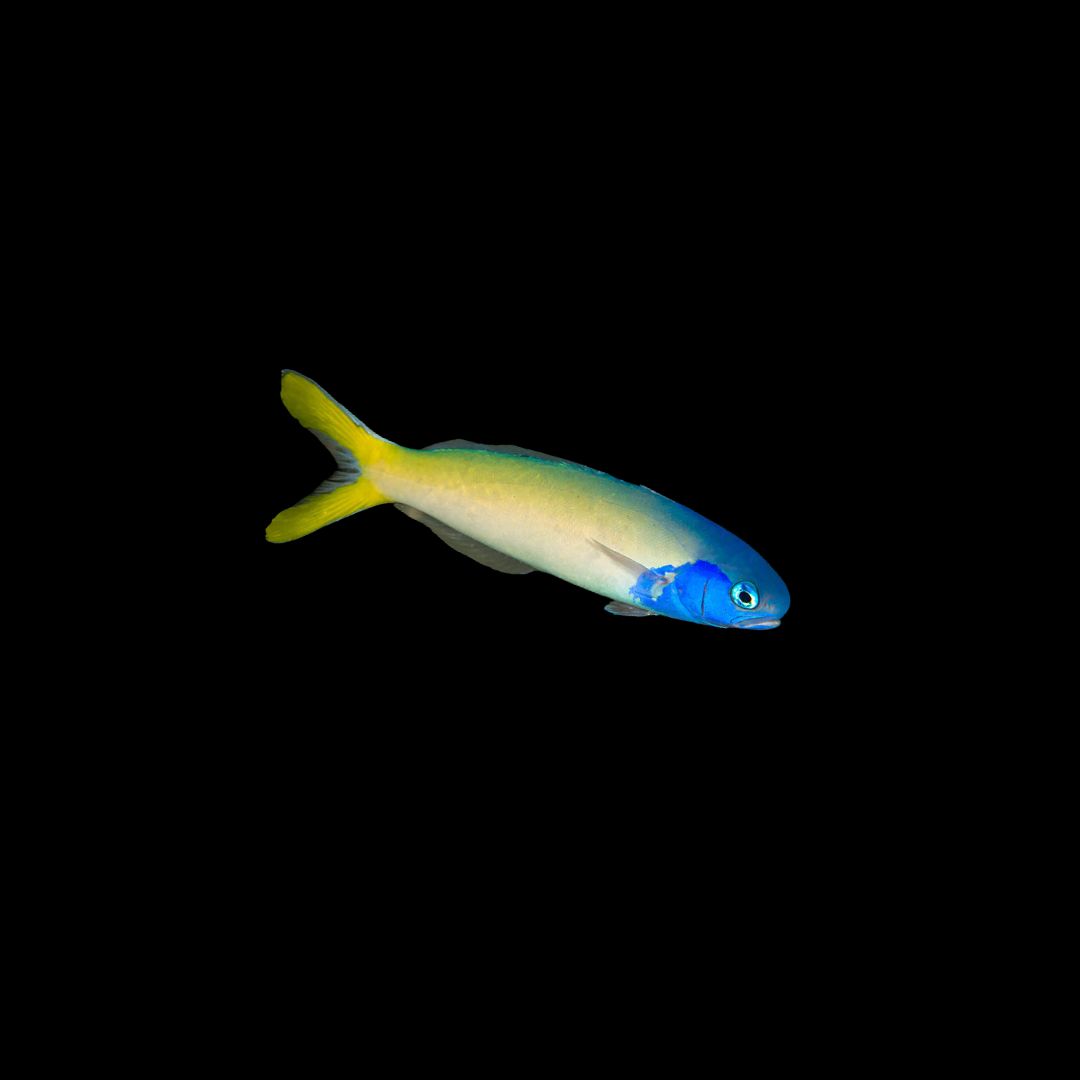 Blue Jaw Tilefish (Hoplolatilus starcki)
