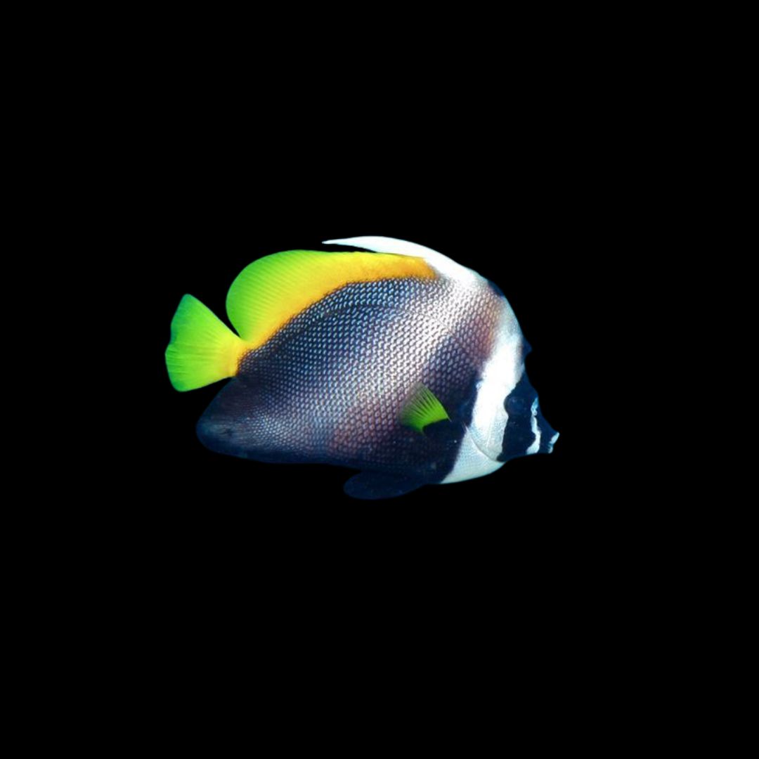 Singular Bannerfish (Heniochus singularius)