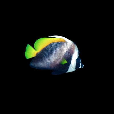 Singular Bannerfish (Heniochus singularius)
