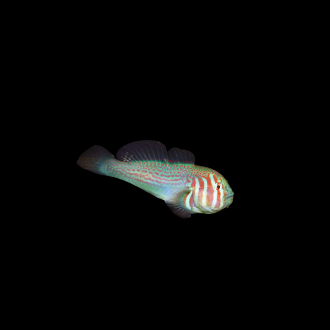 Green Coral Goby (Gobiodon Histrio)