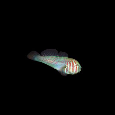 Green Coral Goby (Gobiodon Histrio)