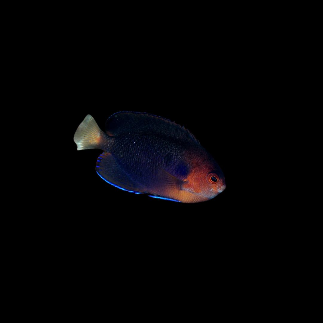 Pygmy Yellowtail Angelfish (Centropyge Flavicauda)