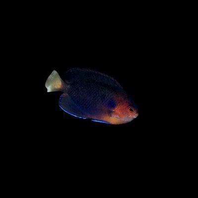 Pygmy Yellowtail Angelfish (Centropyge Flavicauda)