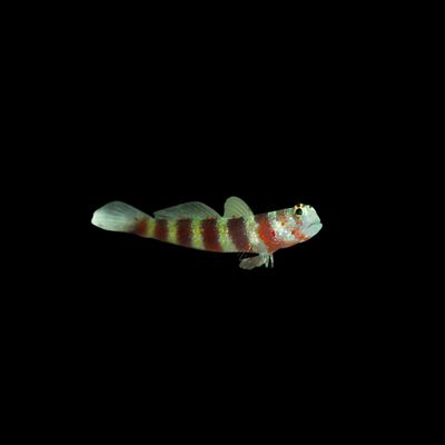 Wheeler&#39;s Shrimp Goby (Amblyeleotris wheeleri)