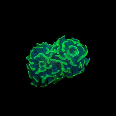 Green Tip Hammers - 1 Head (Fimbriaphyllia Ancora)