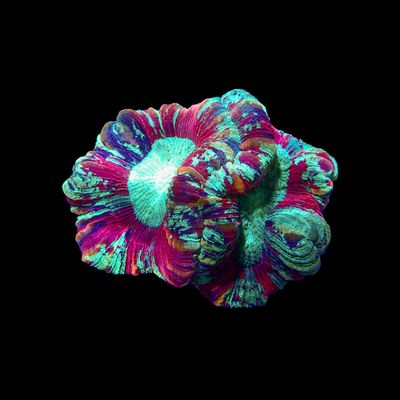 Folded Brain Double Head - Rainbow 1 (Trachyphyllia Radiata)