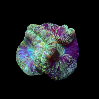 Folded Brain Coral 1 (Trachyphyllia radiata)