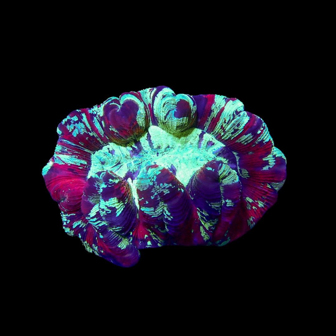 Folded Brain Coral 3 (Trachyphyllia radiata)