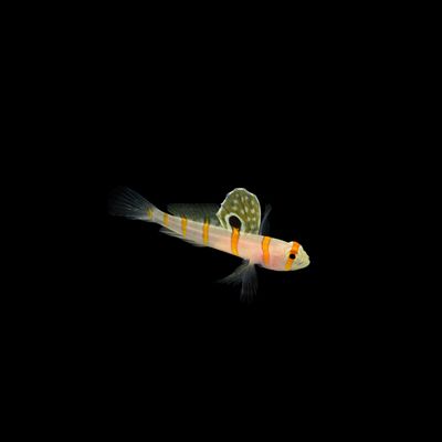 Randall&#39;s Shrimp Goby (Amblyeleotris randalli)