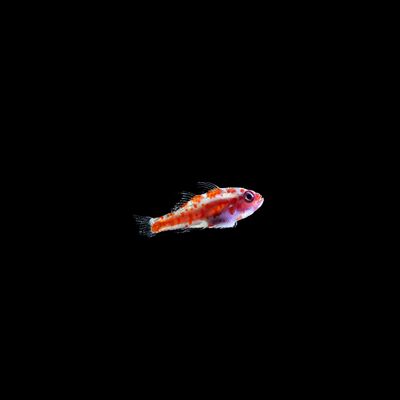 Red-Spotted Pygmy Goby (Trimma Rubromaculatum)