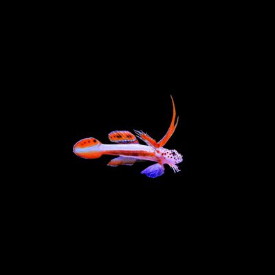 Flaming Prawn Goby (Discordipinna Griessingeri)