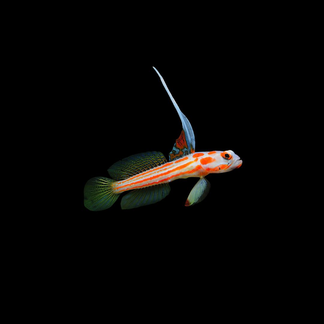 Yasha White Ray Shrimp Goby (Stonogobiops yasha)