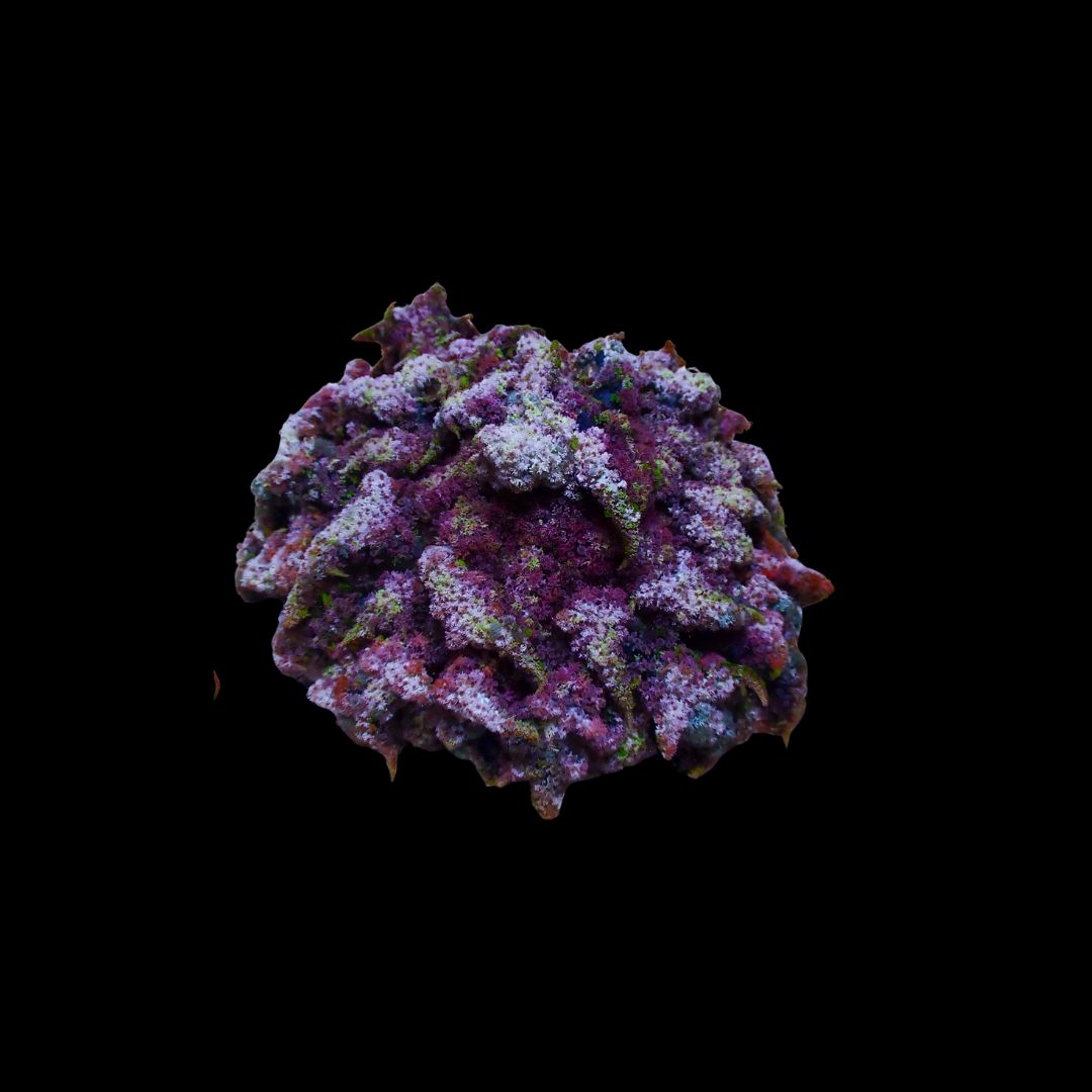 Rainbow Night Anemone (Phyllodiscus Semoni)