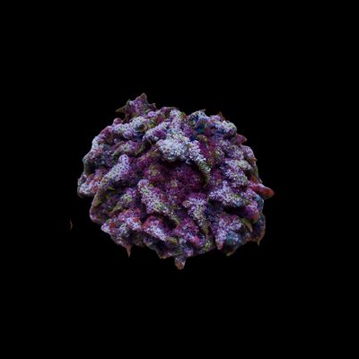 Rainbow Night Anemone (Phyllodiscus Semoni)