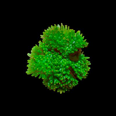 Orange Green Bubble Tip Anemone (Entacmaea Quadricolor)