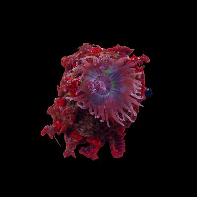 Orange Night Anemone (Phyllodiscus Semoni)