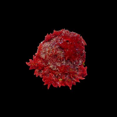 Rainbow Night Anemone (Phyllodiscus Semoni)