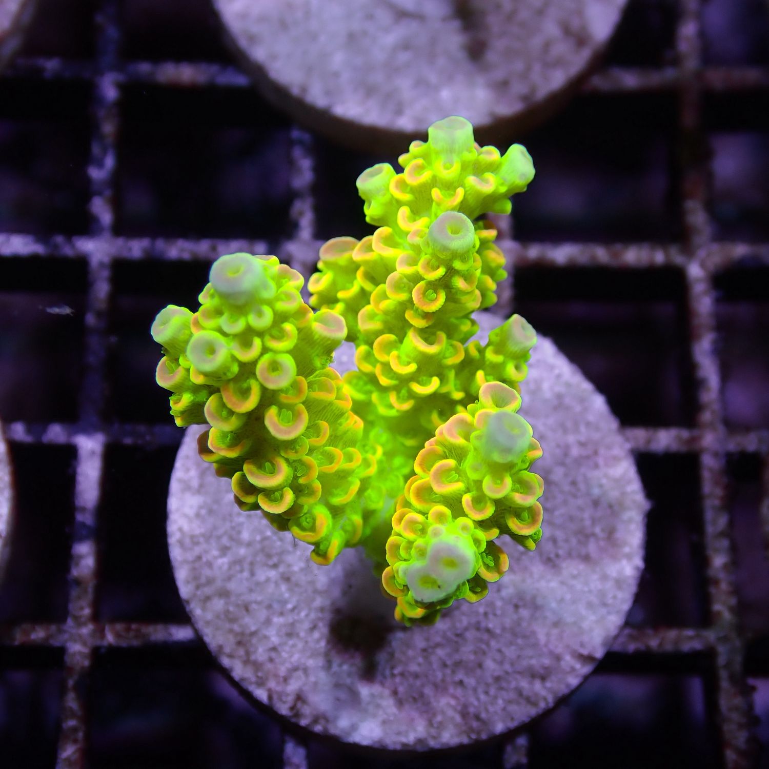 AI Tinkerbell Tenuis - WYSIWYG 1