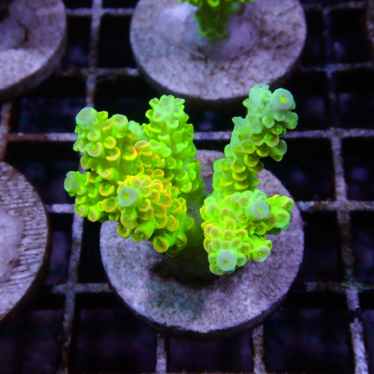 AI Tinkerbell Tenuis - WYSIWYG 2