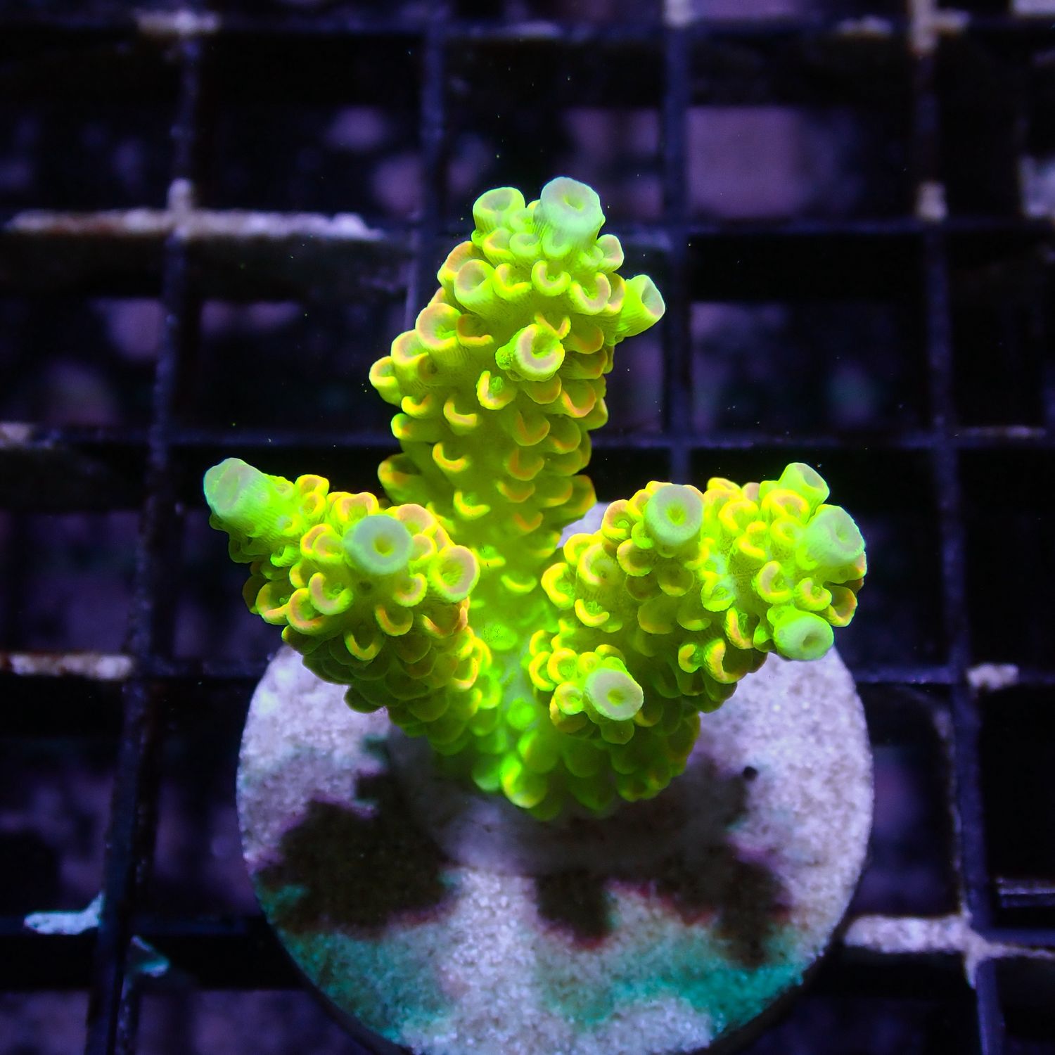 AI Tinkerbell Tenuis - WYSIWYG 4