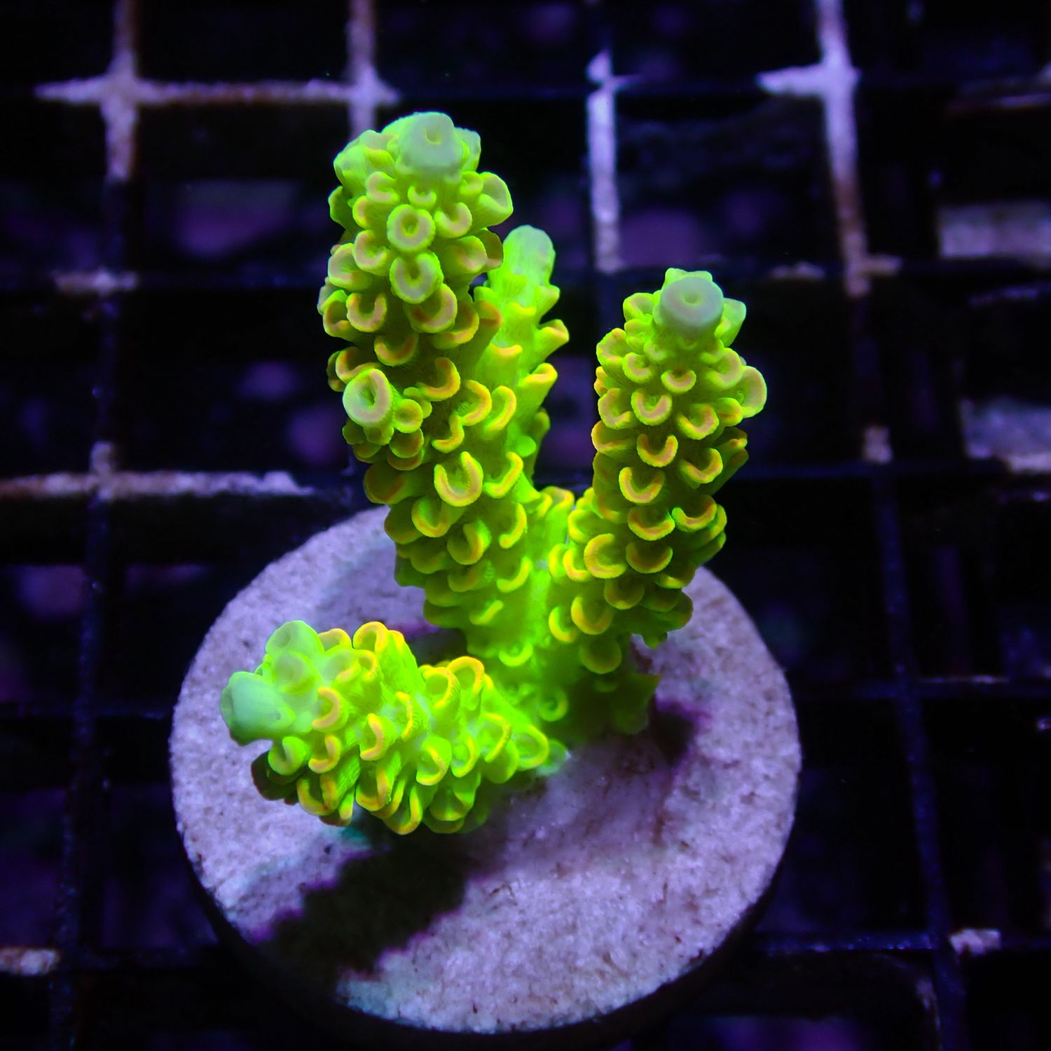 AI Tinkerbell Tenuis - WYSIWYG 3