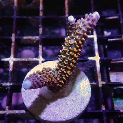 AI Midnight Majesty Hoeksemai - WYSIWYG 2 (Acropora Hoeksemai)