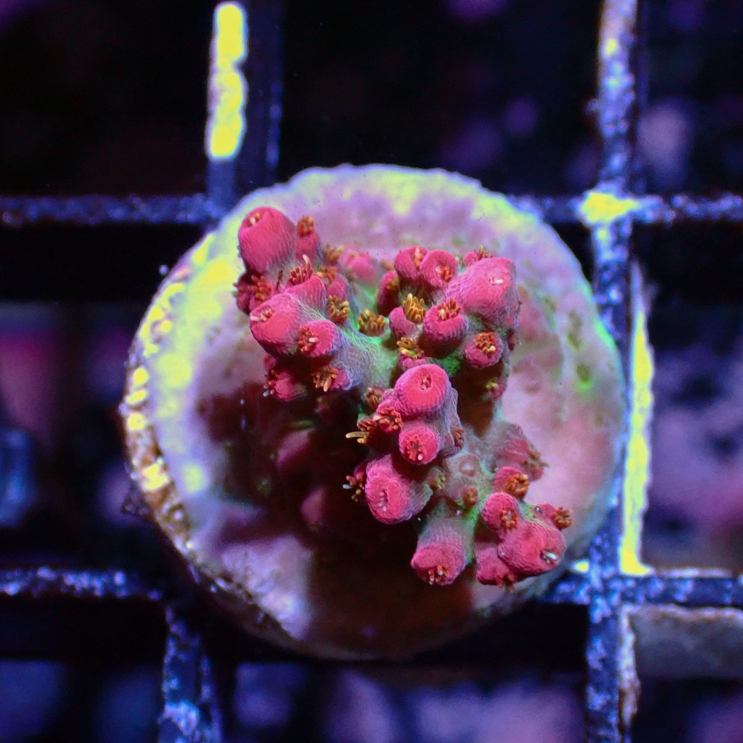 Vivids Confetti WYSIWYG 1