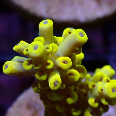 AI Pikachu Acro - Frag (Acropora Cytherea)