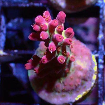 Vivids Confetti WYSIWYG 2