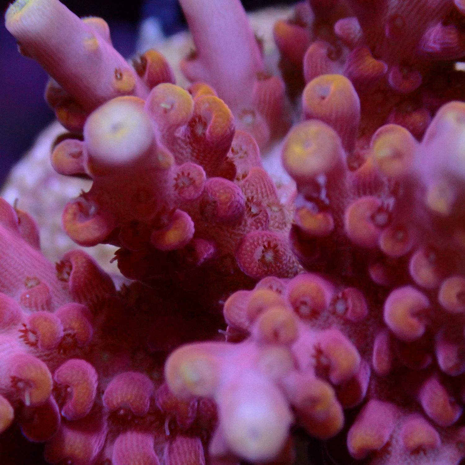 AI Glowing Embers - Mini Colony (Acropora Latistella)