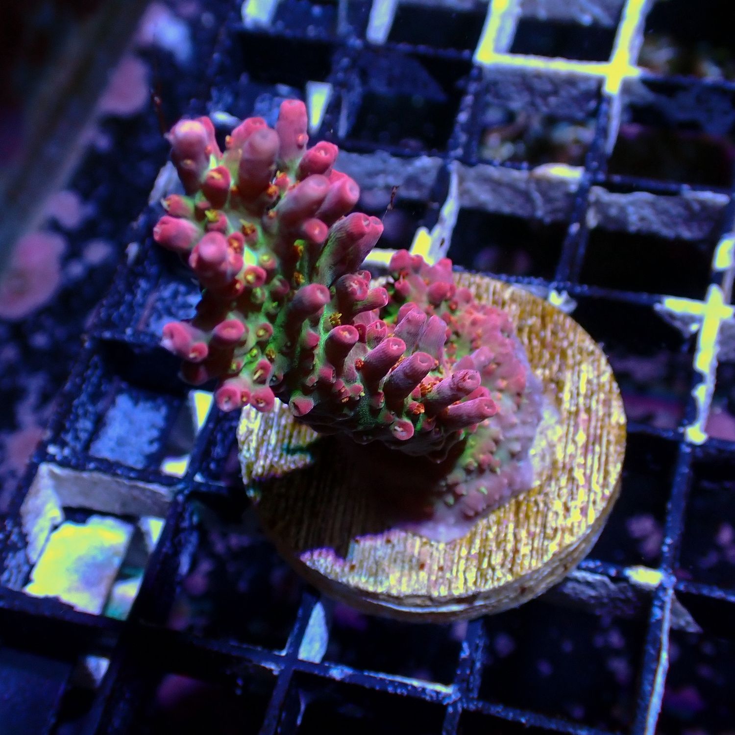 Vivids Confetti WYSIWYG 3