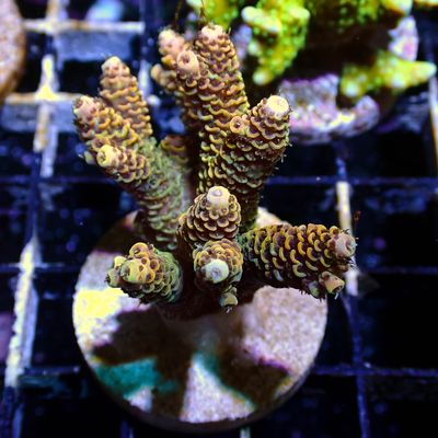 AI Solar Flare - Mini Colony (Acropora Millepora)