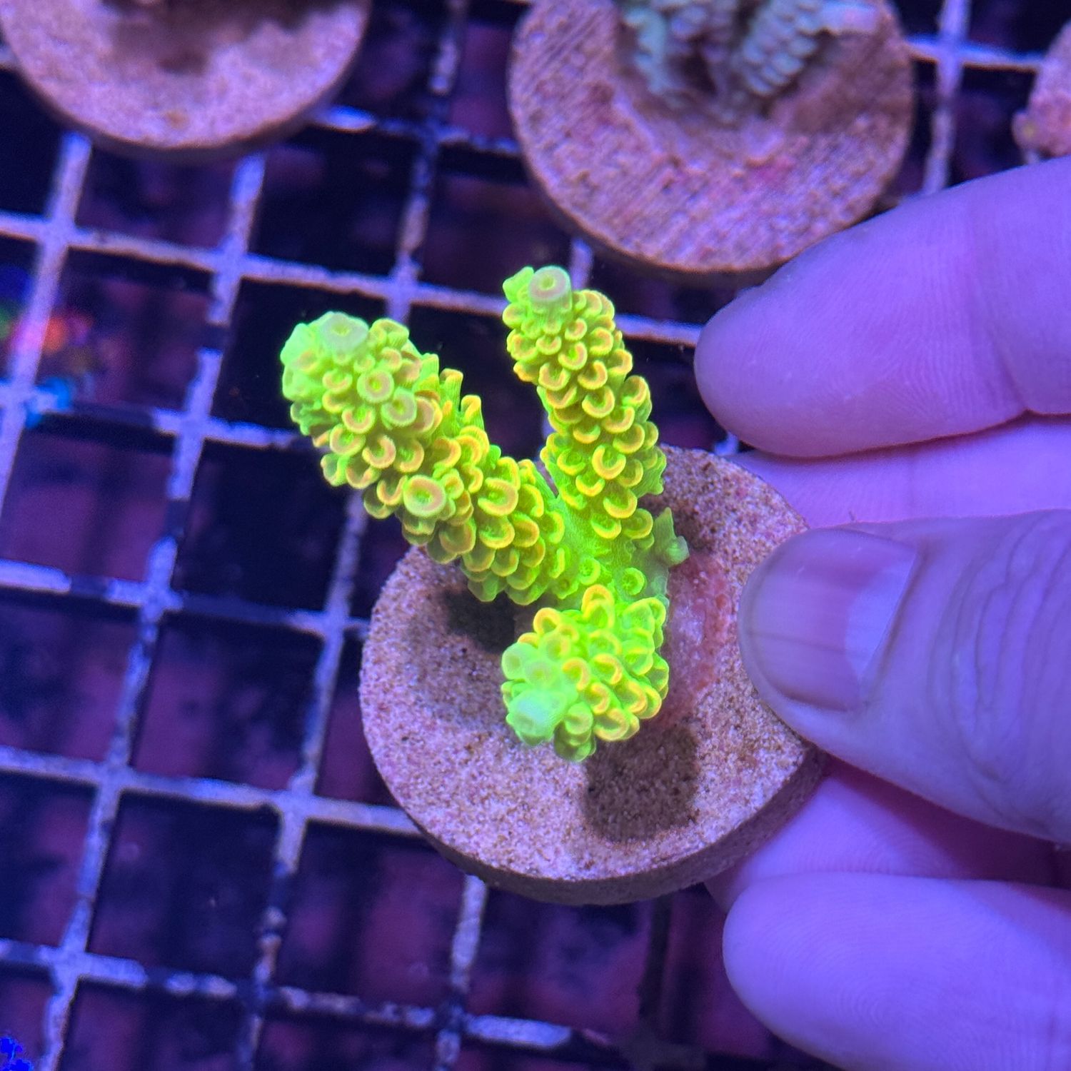 AI Tinkerbell Tenuis - Frag (Acropora Tenuis)