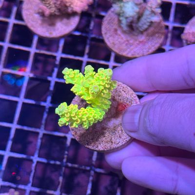 AI Tinkerbell Tenuis - Frag (Acropora Tenuis)