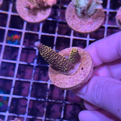 AI Midnight Majesty Hoeksemai - Frag (Acropora Hoeksemai)