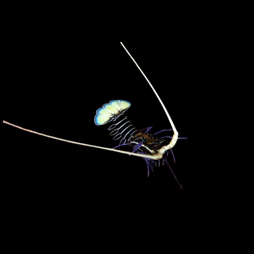 Blue Spiny Lobster (Palinurus Sp.)