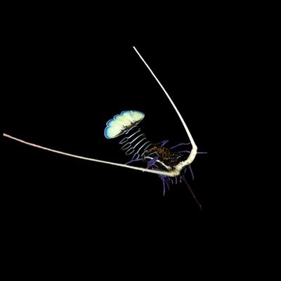Blue Spiny Lobster (Palinurus Sp.)
