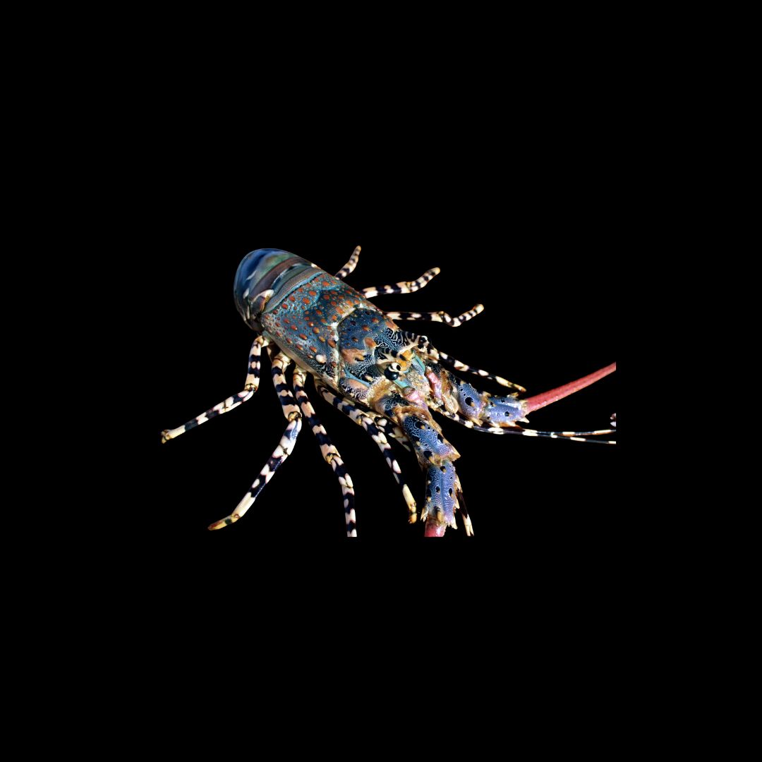 Ornate Spiny Lobster (Palinurus Sp.)