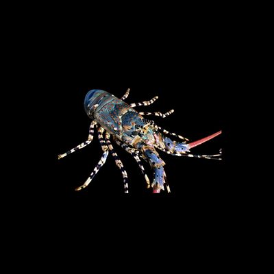Ornate Spiny Lobster (Palinurus Sp.)