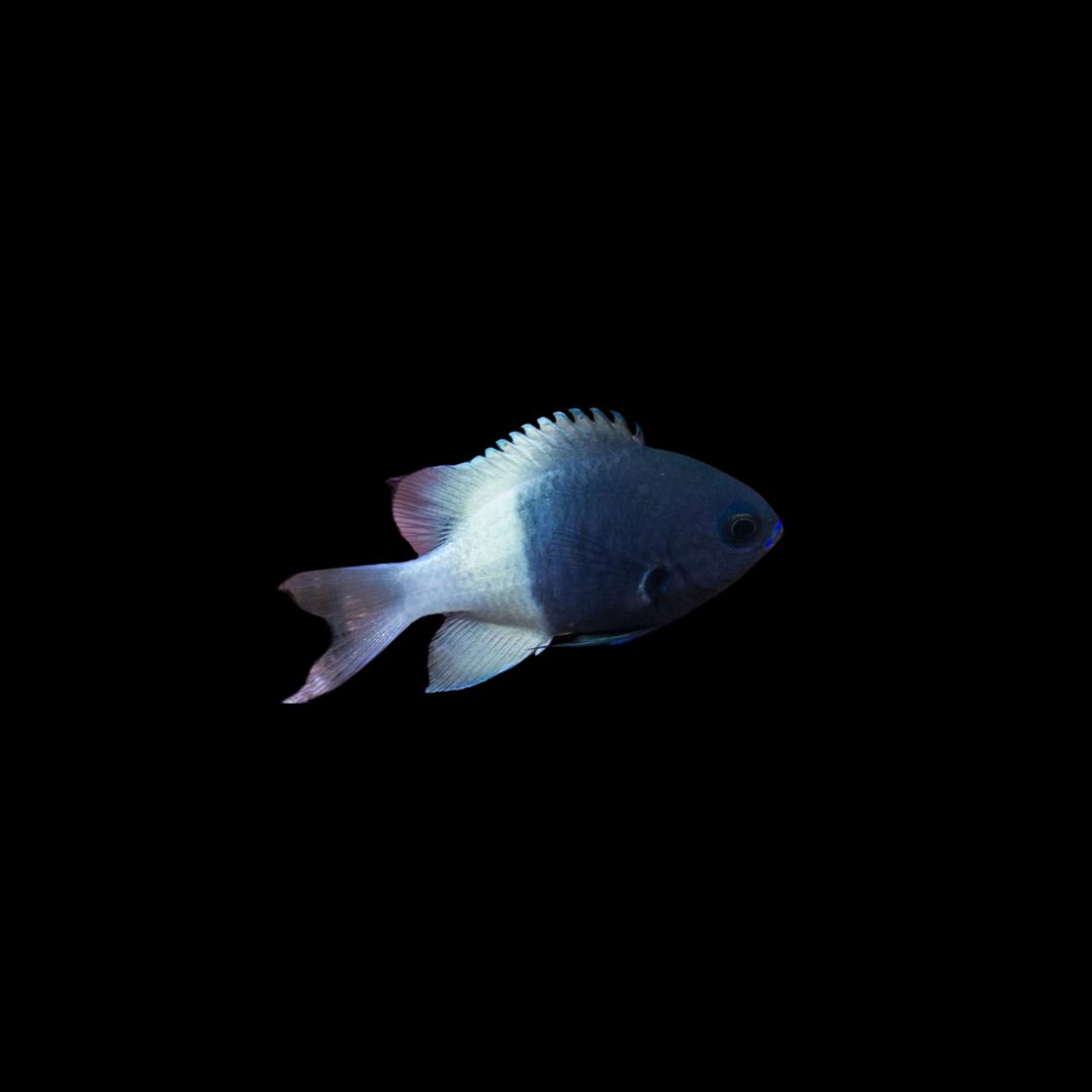 Chocolatedip Chromis (Chromis Dimidiata)