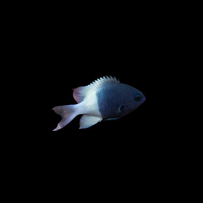 Chocolatedip Chromis (Chromis Dimidiata)