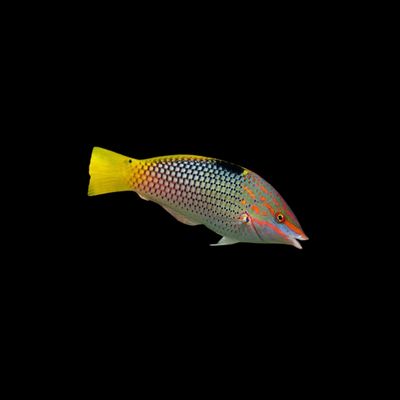 Checkerboard Wrasse - Large (Halichoeres Hortulanus)