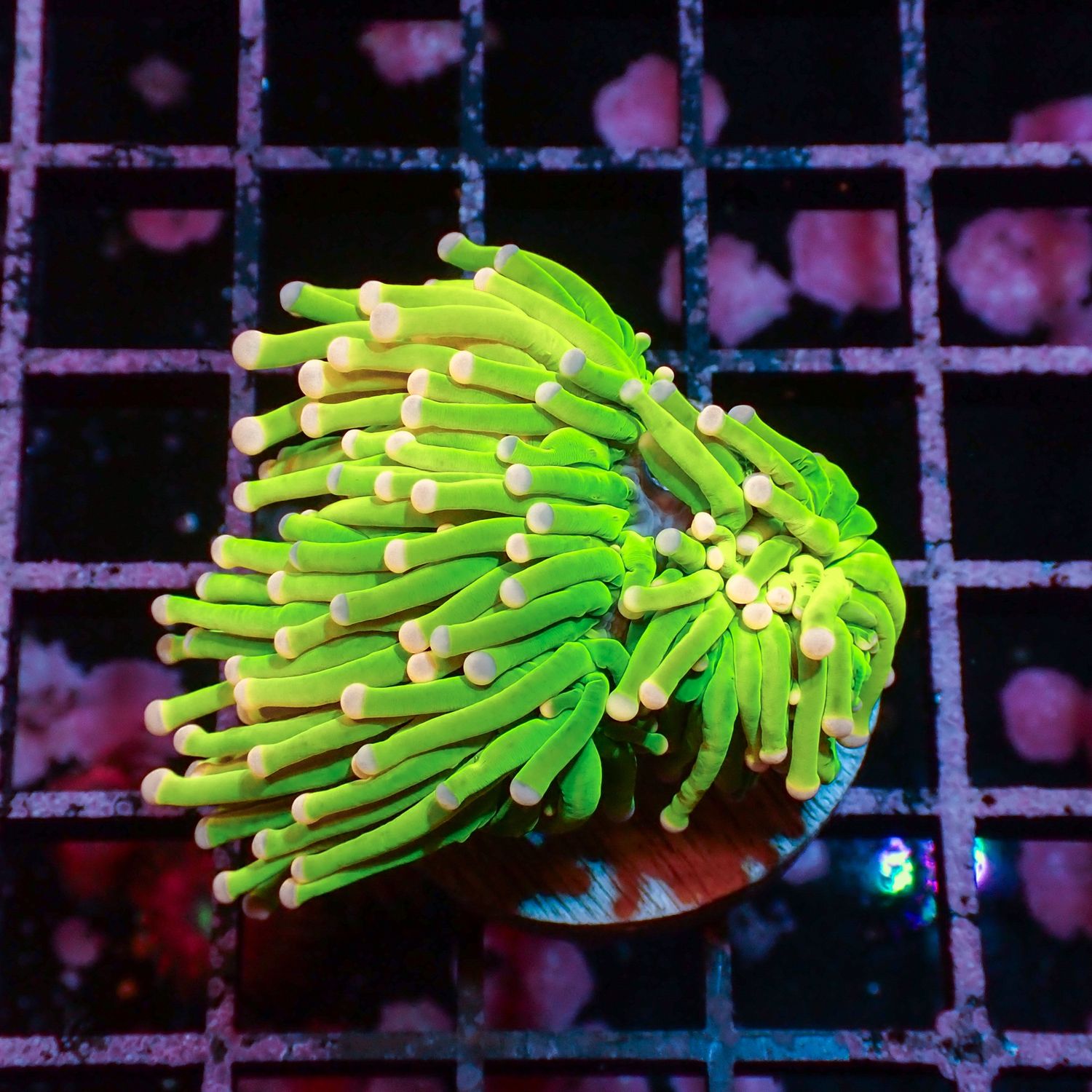 Ultra Cotton Candy  - 1 Head (Euphyllia Glabrescens)