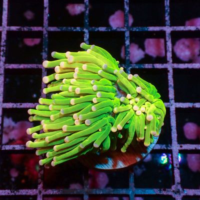 Ultra Cotton Candy  - 1 Head (Euphyllia Glabrescens)