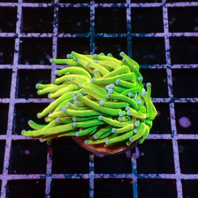 Holy Grail A Torch - 1 Head (Euphyllia Glabrescens)